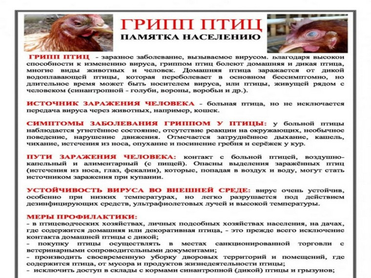 Грипп птиц.. Грипп птиц..