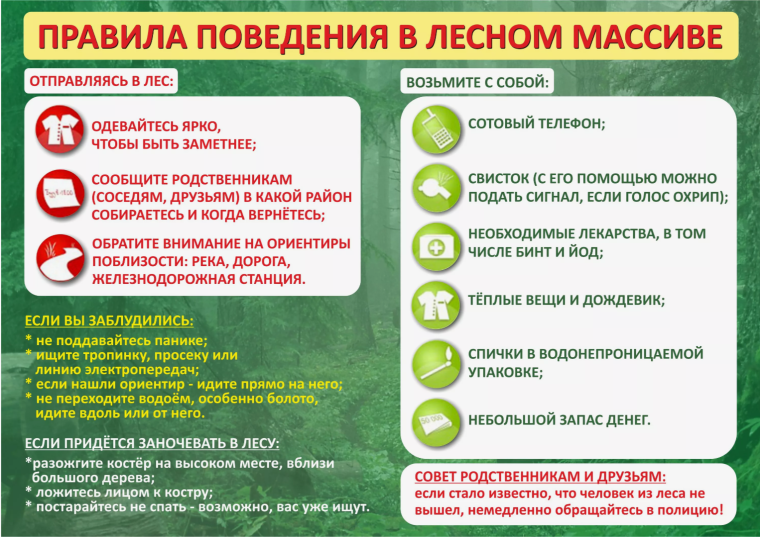 Правила поведения в лесу. Правила поведения в лесу.