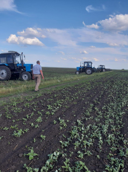В Павловском районе приступили к выполнению комплекса обработки посевов против сорняков и прочего.